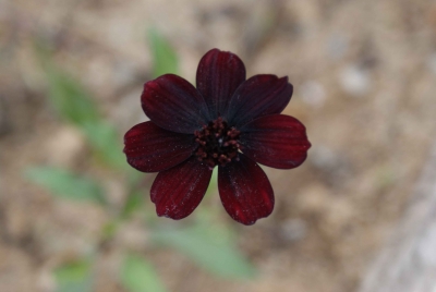 Cosmos atrosanguinea